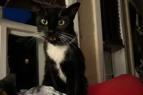Help Find Tuxedo: Lost Cat in Perkinston