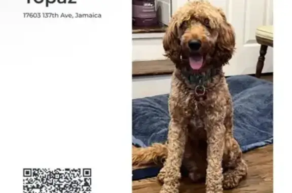 Lost Honey Blonde Dog: Topaz Needs Help!