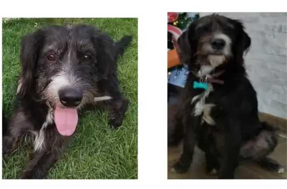 Perro perdido: negro y blanco, pelo largo