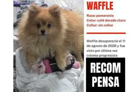 ¡Perro Pomerania Perdido en Cdmx!