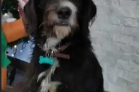 Perro Perdido: Macho Negro con Mancha Blanca