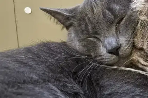 Lost Grey Cat: 1-Year-Old, Green Eyes