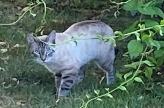 Found pets New Bedford, photo: Siamese Cat Spotted on Orchard St, NB