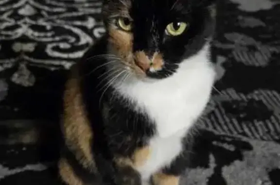Found cat Roswell, photo: Found Calico Cat: Green Eyes, Roswell
