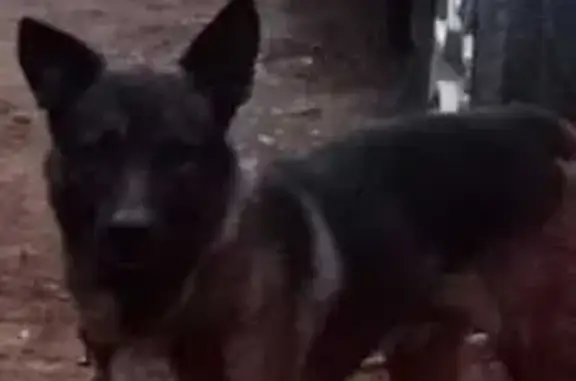 Animales perdidos Nuevo Mexico, foto: Pastor belga mayor perdido en Nueva Orleans