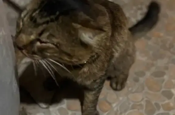 Se Busca Dueño: Gato Gris Atropellado CDMX