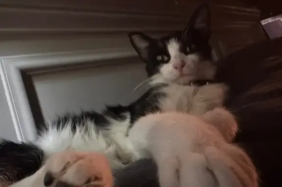 Lost Cat: White Chest, Blue Collar
