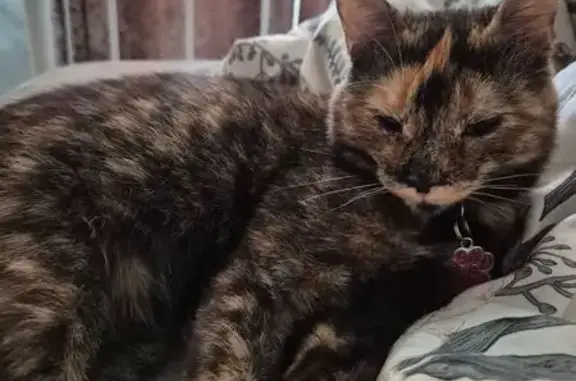 Missing cat Featherstone, photo: Lost Cat Alert: Help Find Lucy in WF76AA