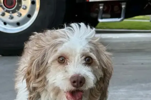 Lost Puppy Escaped Fire Station Rescue