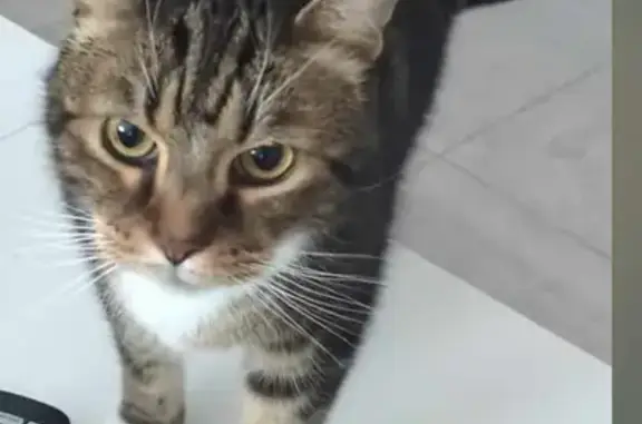 Animaux perdus Hem, photo: Chat perdu : tâche noire sur pattes, Hem