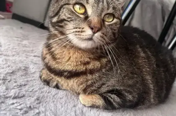 Chat perdue, craintive, poils rasés patte - photo