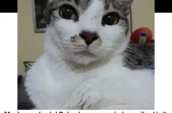 gato desaparecida