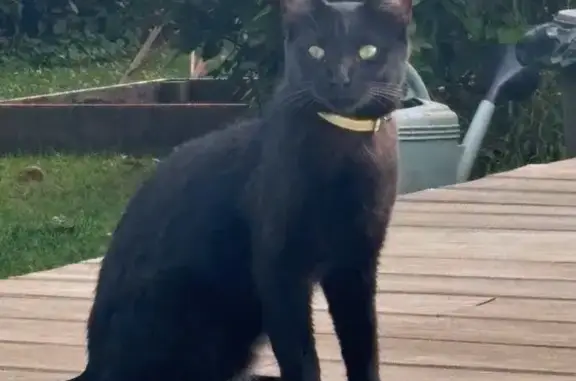 Animaux perdus Ozoir-la-Ferrière, photo: Chat noir perdu à Ozoir-la-Ferrière