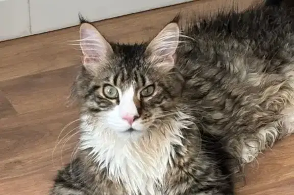 Chat perdu, Nancy, photo: Chat perdu à Nancy : Main Coon 8 mois