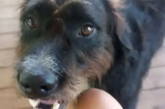 Lost Dog Hank: Large Male, Microchipped
