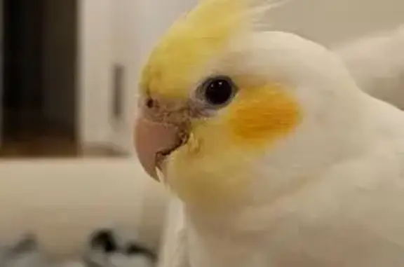 Lost Parrot: Help Find Buddy in Moorabool!