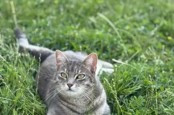 Chat perdu à Noisy-le-Grand - photo