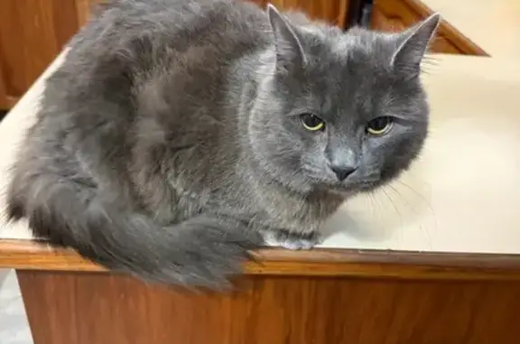 Missing cat Sydney, photo: Lost Grey Cat: Fluffy & Polite, Call Now!