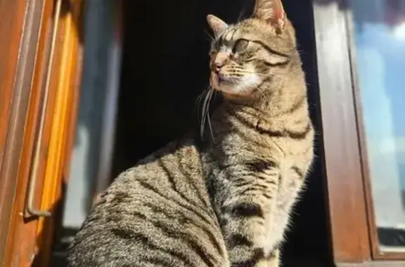 Chat perdu, Thyez, photo: Chat mâle tigré perdu à Thyez