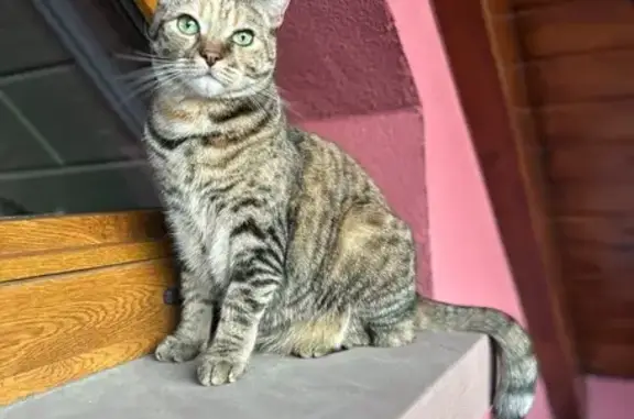 Animaux perdus , photo: Chatte tigrée tricolore perdue, 4 ans