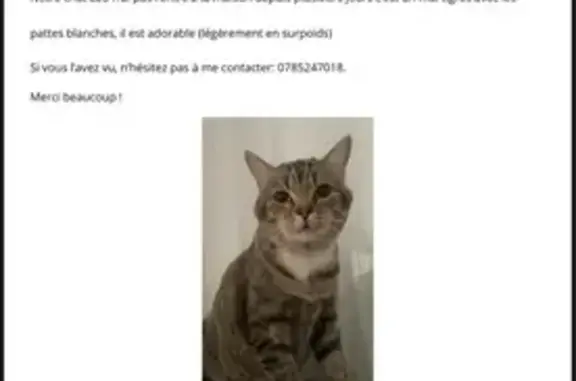 Chat perdu, Le Havre, photo: Chat tigré perdu, Rue Florimond Laurent