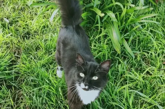 Lost: Black & White Cat in Melbourne