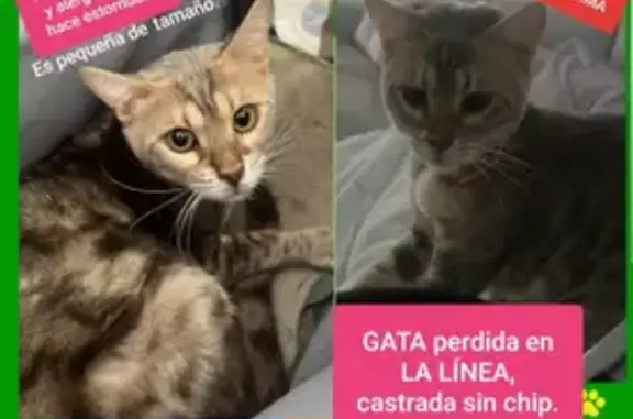 Gata Gris Perdida en La Línea - Ayuda