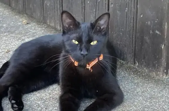 Animaux perdus , photo: Chat noir perdu, mâle craintif, St-François
