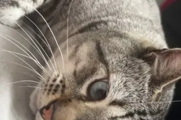 Chat perdu : blanc, gris, noir, yeux bleus - photo
