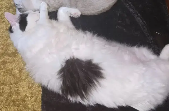 Chat perdu : blanc/noir, docile, Rue du Souvenir - photo