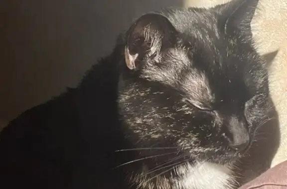 Animaux perdus Saint-Maur, photo: Chatte écaille de tortue perdue à Saint-Maur