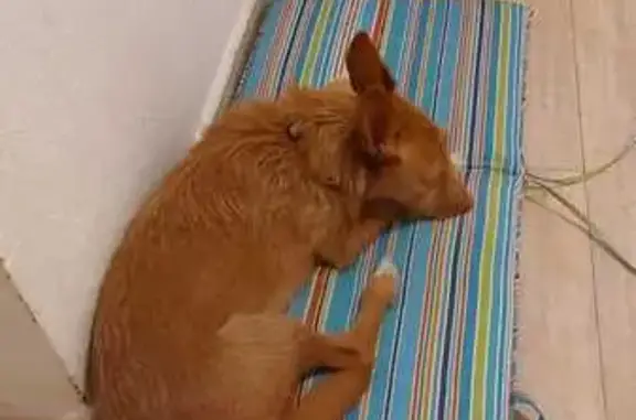 Perro Perdido: Marrón Claro en Valdilecha