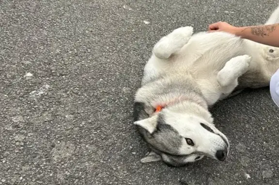 Chien trouvé Guérande, photo: Husky gris trouvé avec collier orange