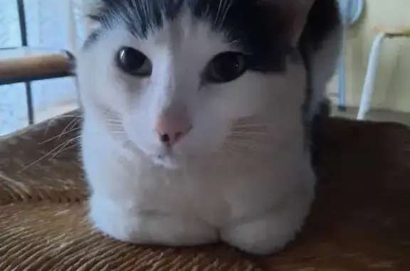 Chat perdu, Ambert, photo: Chatte grise et blanche perdue à Ambert