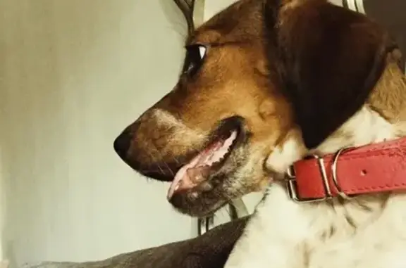 ¡Cachorro perdido! Blanco con...