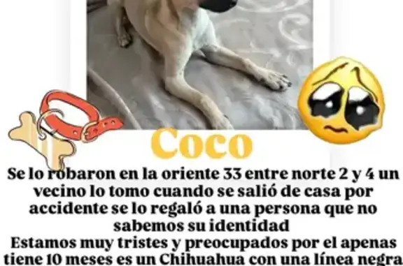 Perros perdidos, Orizaba, foto: Perro Perdido en Orizaba: Detalles Únicos