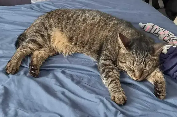 Chat perdu, Villeurbanne, photo: Chatte perdue à Villeurbanne : Meika recherchée