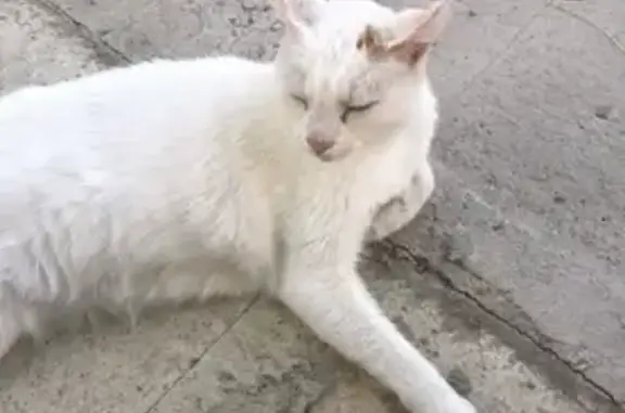 Chat blanc perdu, croûte aux oreilles, Eaunes - photo