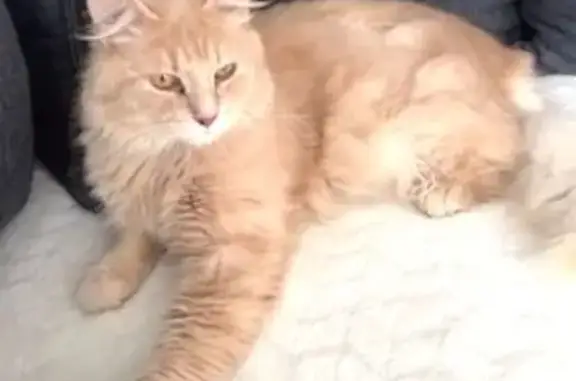 Animaux perdus Beauvais, photo: Chatte angora perdue, rue Rabelais, Beauvais