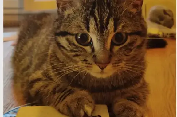 Chat perdu, Champigny-sur-Marne, photo: Chatte tigrée perdue à Champigny-sur-Marne