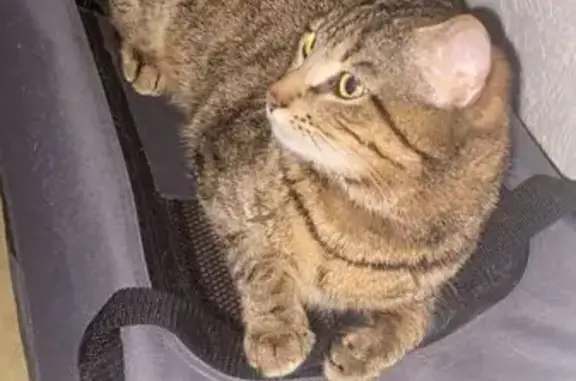 Chat tigré marron perdu, cicatrice ventre - photo