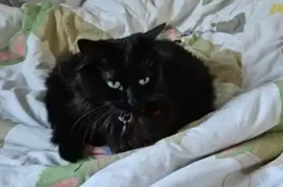 Chatte noire perdue à Chauconin-Neufmontiers - photo