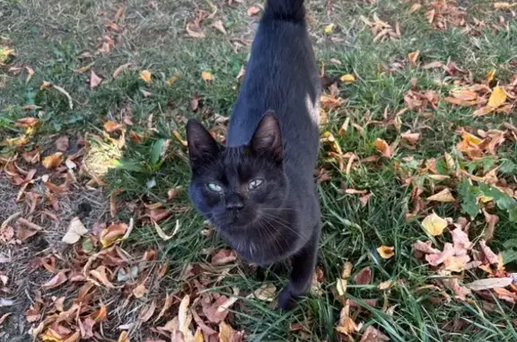 Chat trouvé Masnières, photo: Chat câlin trouvé, yeux mal en point