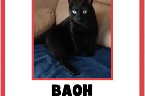 Gatos perdidos, Valladolid, foto: ¡Gato Negro Perdido en Valladolid! 🐾