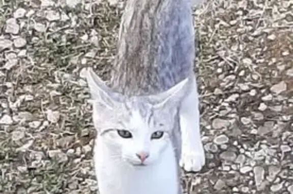 Animaux trouvés Migennes, photo: Chat tigré et blanc trouvé à Migennes
