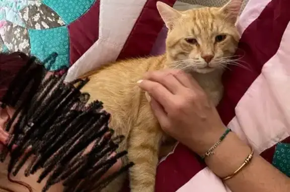 Chat perdu : Rubis, 5 ans, roux tigré - photo