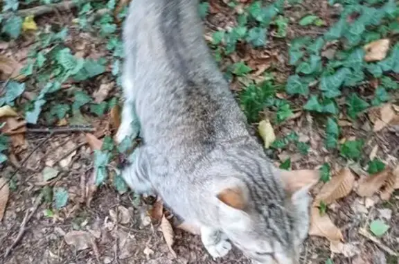 Chat perdu : Loulou, gris tigré, Boulazac - photo