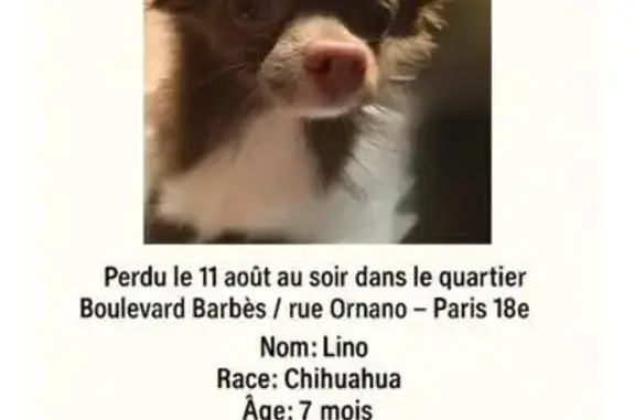 Chihuahua marron perdu Boulevard Barbès - photo