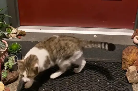 Found cat , photo: Friendly Tabby Found: Naples St, Mornington