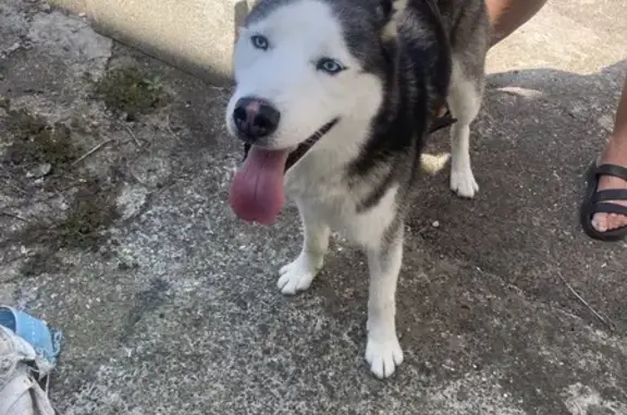 Chien trouvé , photo: Husky trouvé à Ittenheim, Grand Est